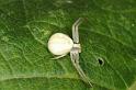 Misumena_vatia_D5210_Z_89_Les Gris_Frankrijk